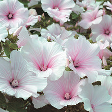 Load image into Gallery viewer, Lavatera - Pink Blush Seed
