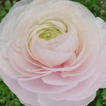 Load image into Gallery viewer, Ranunculus Corms - Amandine Chamallow
