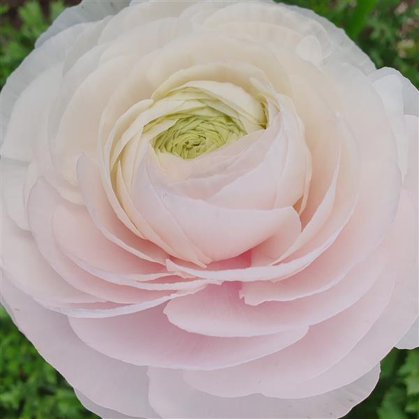 Ranunculus Corms - Amandine Chamallow