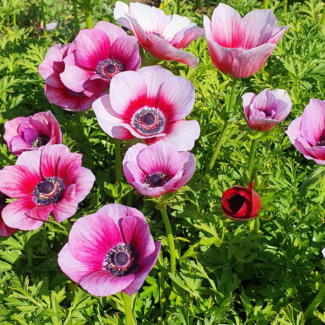 Anemone Corms - Rainbow Jaguar
