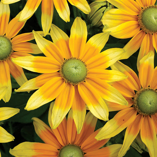 Lily Stone Gardens Rudbeckia Prairie Sun Seed