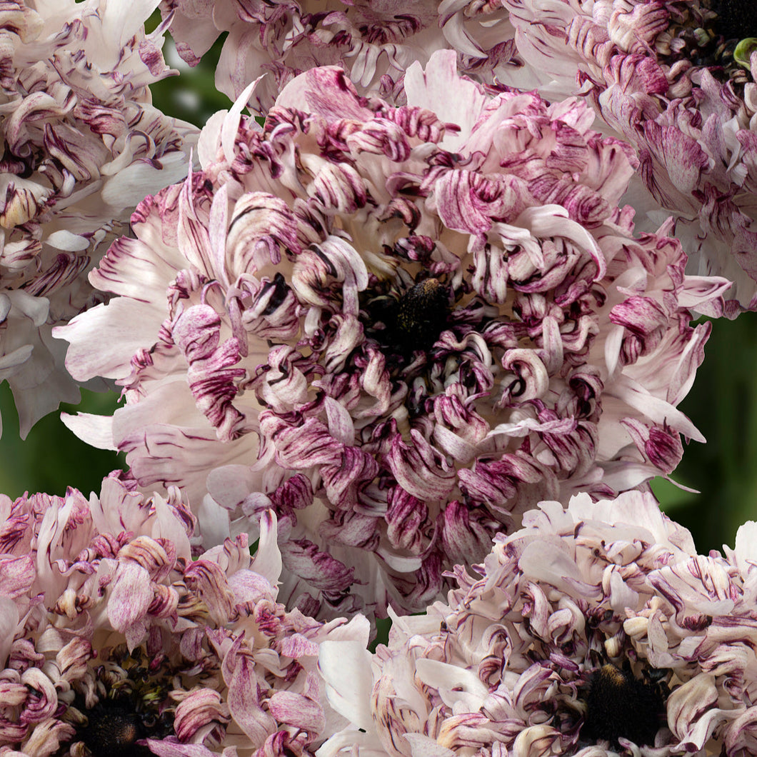 Ranunculus Corms - Brushmark Seti