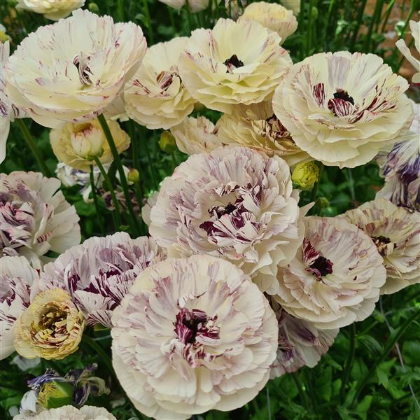 Ranunculus Corms - Brushmark Galthie