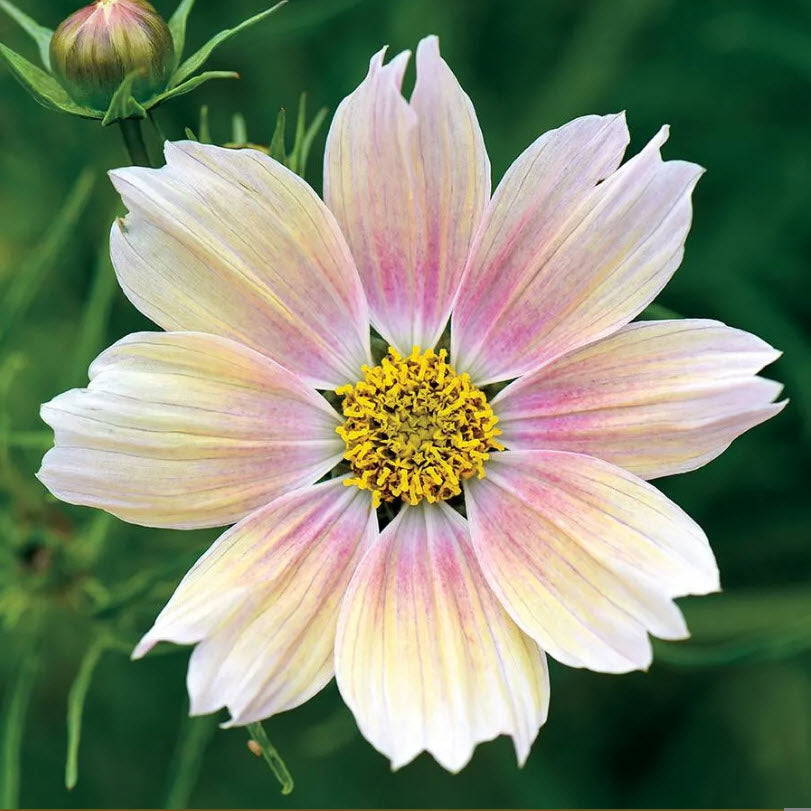 Apricot Lemonade Cosmos - Specialty Cut Flower Seeds in Canada