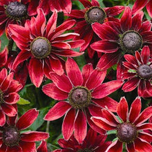 Load image into Gallery viewer, Rudbeckia - Cherry Brandy Seed
