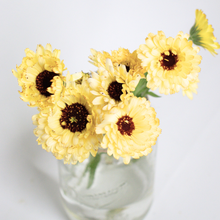 Load image into Gallery viewer, Calendula - Ivory Princess Seed
