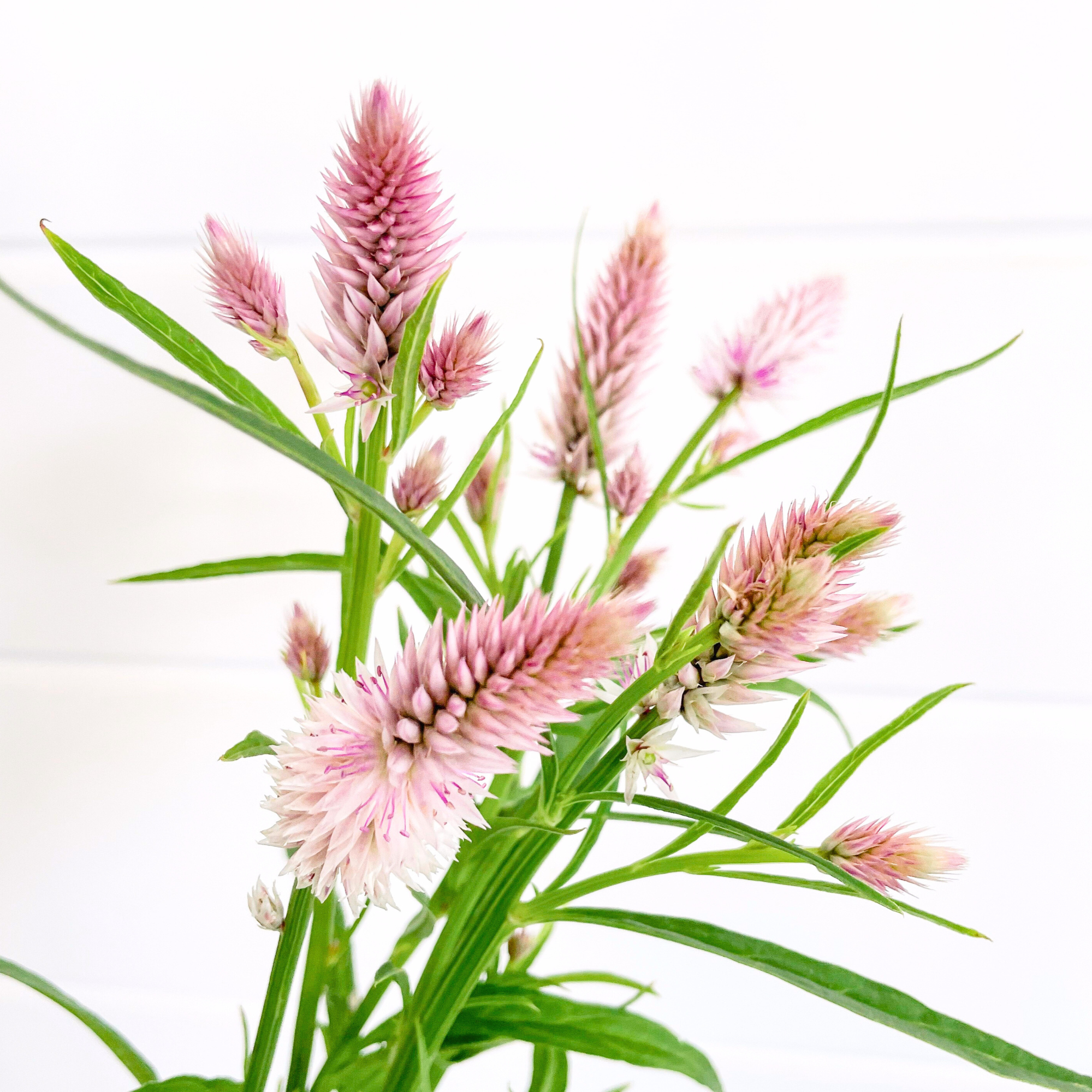 flamingo flower seeds Celosia