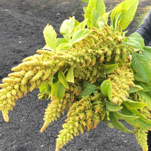 Load image into Gallery viewer, Amaranthus - Autumn's Touch Seed
