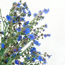 Load image into Gallery viewer, Forget Me Nots - Chinese Blue Seed
