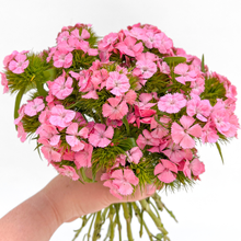 Load image into Gallery viewer, Dianthus - Sweet Pink Seed
