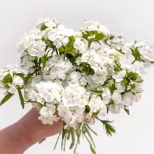 Load image into Gallery viewer, Dianthus - White Seed
