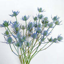 Load image into Gallery viewer, Eryngium - Blue Glitter Seed
