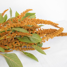 Load image into Gallery viewer, Amaranthus - Hot Biscuits Seed
