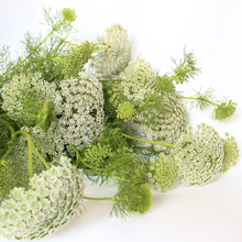 Load image into Gallery viewer, Ammi - Green Mist Seed
