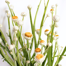 Load image into Gallery viewer, Ammobium - Winged Everlasting Seed
