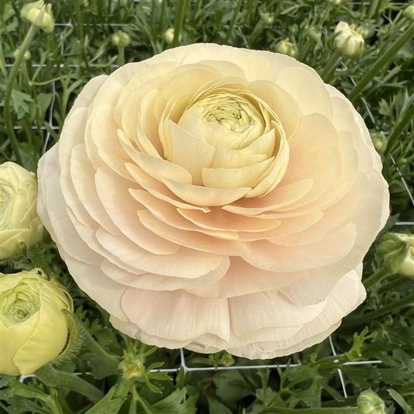Ranunculus Corms - Half Clone Wedding Pastel