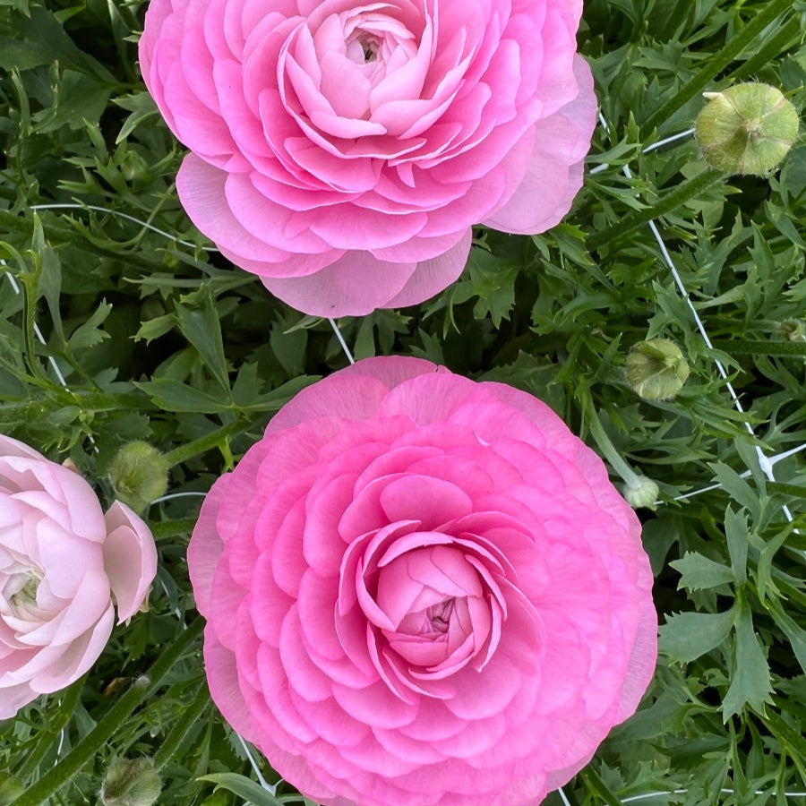 Clone Ranunculus Half Clone Tango Ranunculus - Specialty Cut Flower Corms in Canada ...