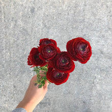 Load image into Gallery viewer, Ranunculus Corms - Amandine Scarlet
