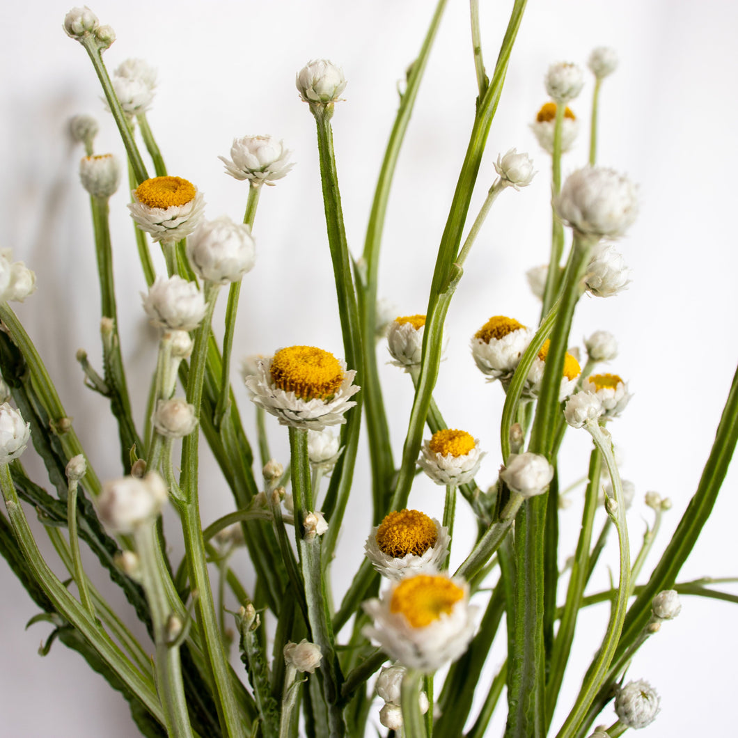 Ammobium - Winged Everlasting Seed