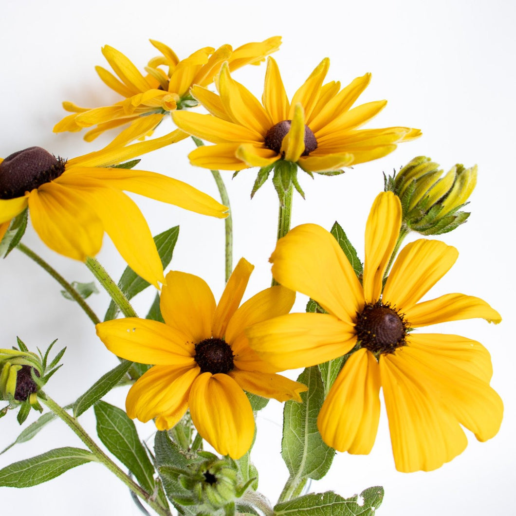 Rudbeckia - Indian Summer Seed