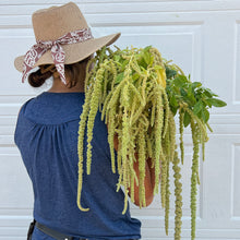 Load image into Gallery viewer, Amaranthus - Emerald Tassels Seed
