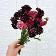 Load image into Gallery viewer, Scabiosa - Summer Fruits Mix Seed
