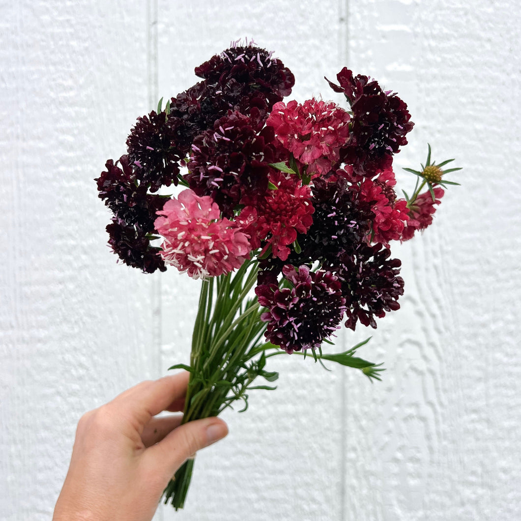 Scabiosa - Summer Fruits Mix Seed