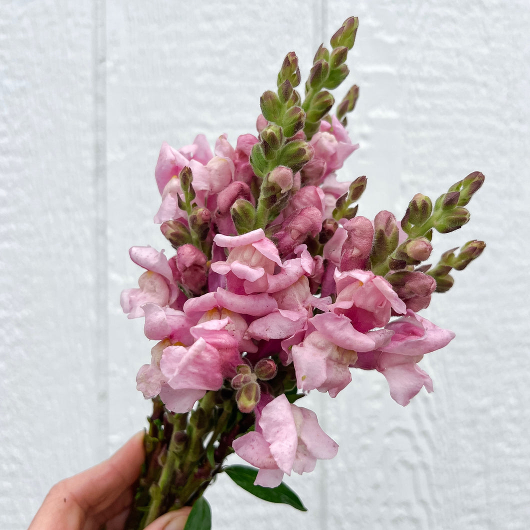 Snapdragon - Potomac Lavender Seed