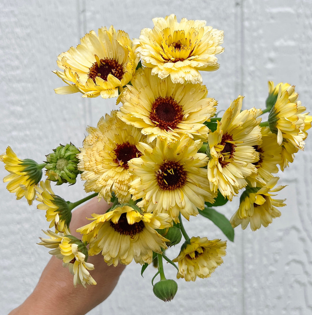 Calendula - Pacific Apricot Beauty Seed