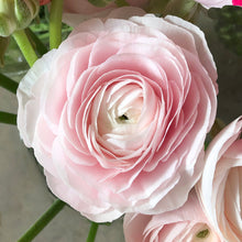 Load image into Gallery viewer, Ranunculus Corms - Amandine Chamallow
