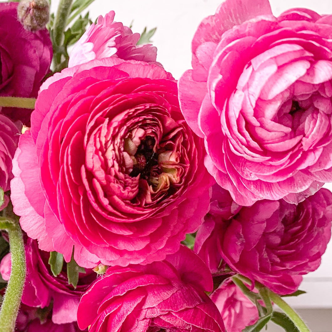 Ranunculus Corms -  Amandine Bonbon