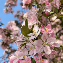 Load image into Gallery viewer, Close-up of pink and white flowers on a tree branch with a blue sky background.
