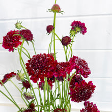 Load image into Gallery viewer, Scabiosa - QIS Deep Red Seed
