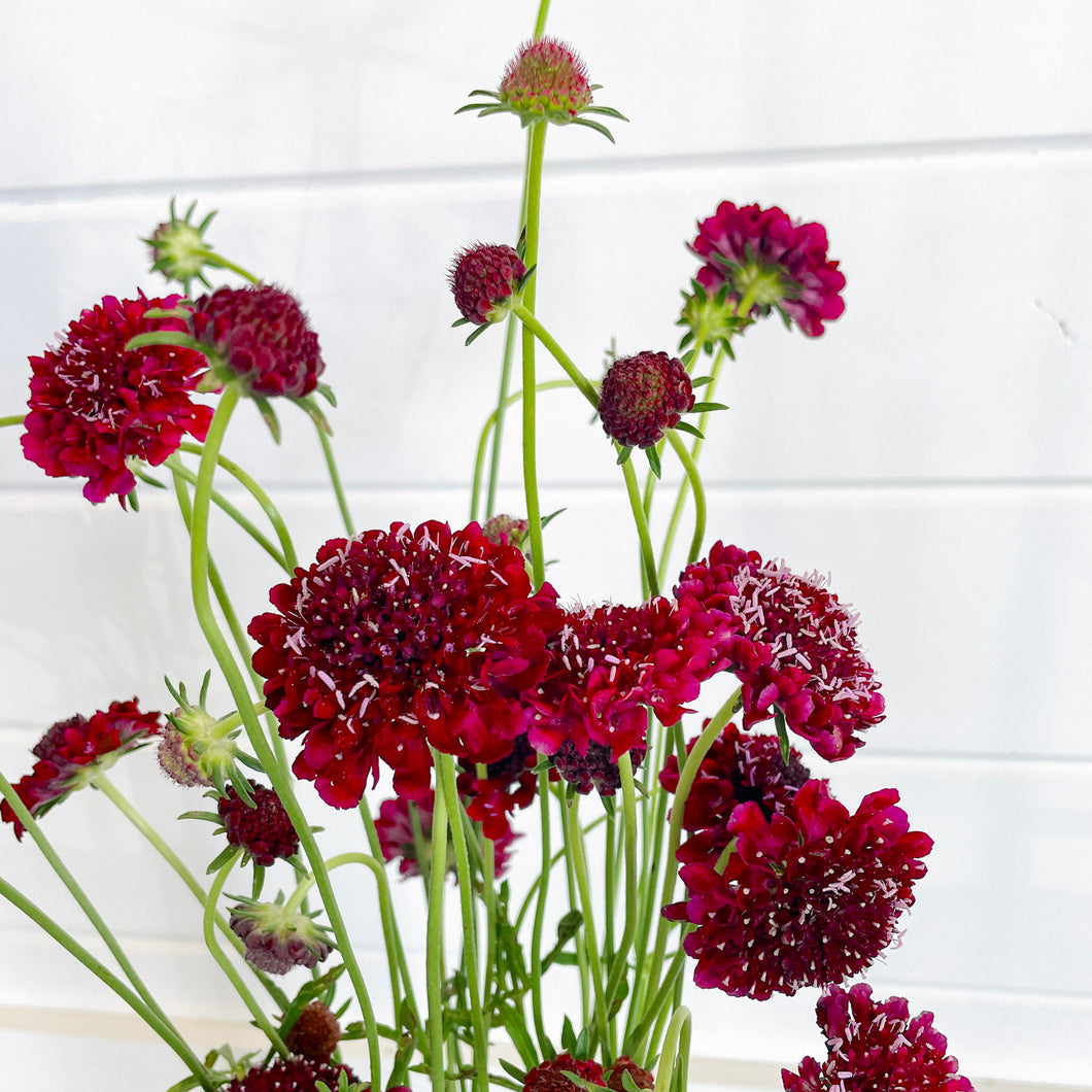 Scabiosa - QIS Deep Red Seed