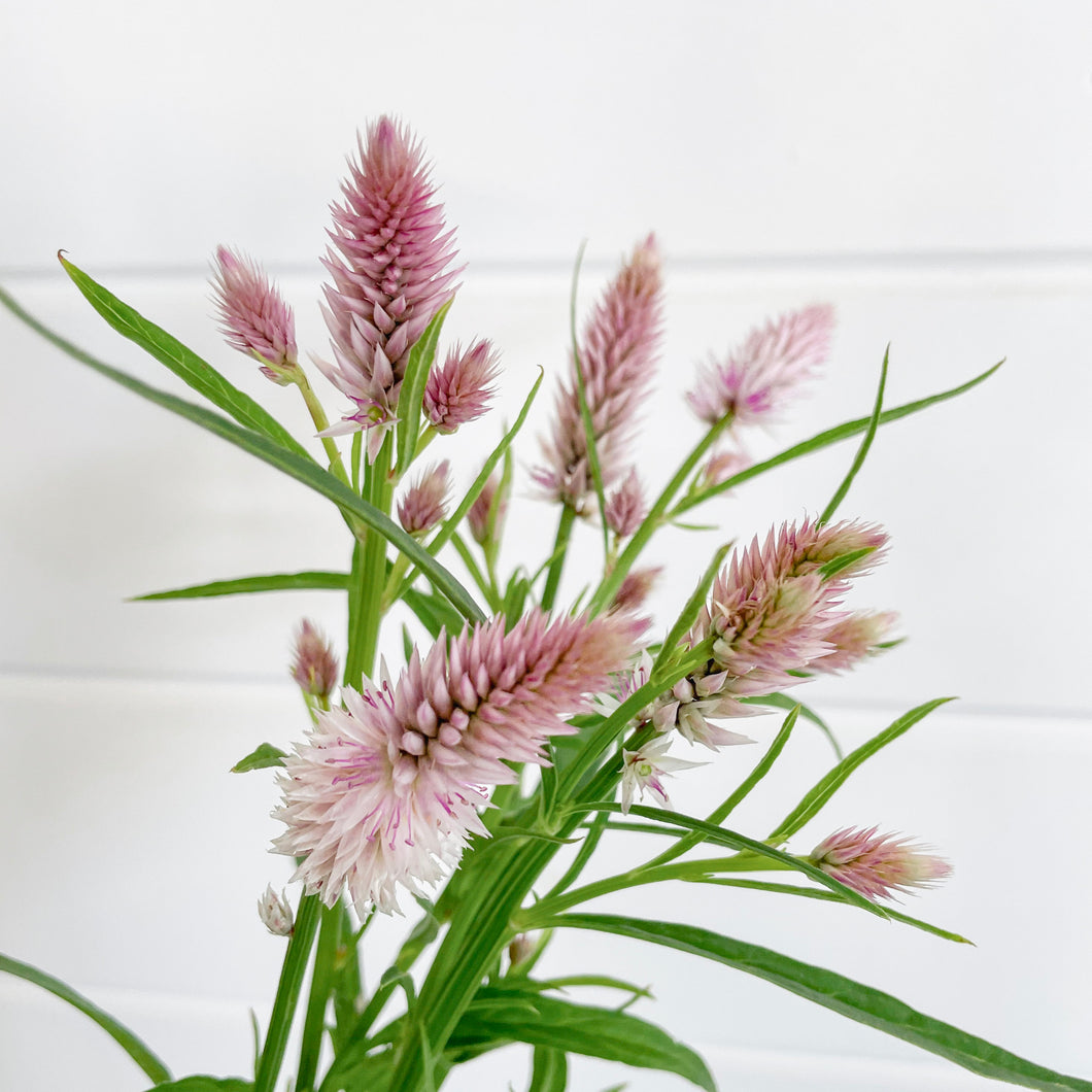 Celosia - Flamingo Feather Seed