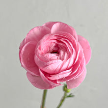 Load image into Gallery viewer, Ranunculus Corms - Half Clone Marshmallow
