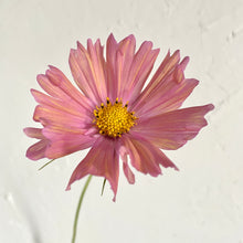 Load image into Gallery viewer, Cosmos - Apricotta Seed
