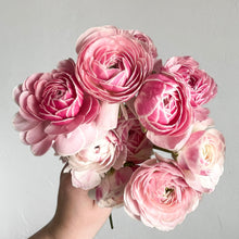 Load image into Gallery viewer, Ranunculus Corms - Amandine Porcelaine
