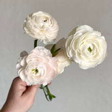 Load image into Gallery viewer, Ranunculus Corms - Half Clone Iceberg
