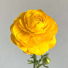 Load image into Gallery viewer, Ranunculus Corms - Half Clone Pergold
