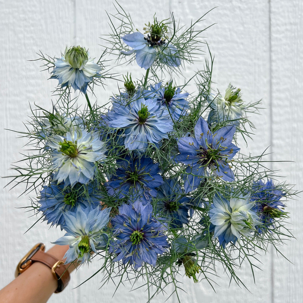 Nigella - Miss Jekyll Indigo Seed