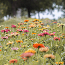 Load image into Gallery viewer, Zinnia Flowers at Lily Stone Gardens
