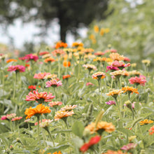 Load image into Gallery viewer, Basics of Cut Flower Gardening Workshop
