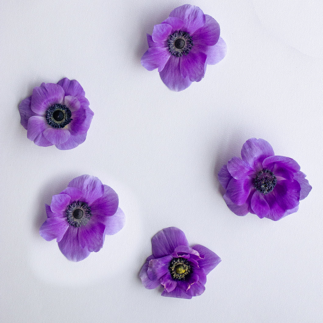 Anemone Corms - Marianne Blue