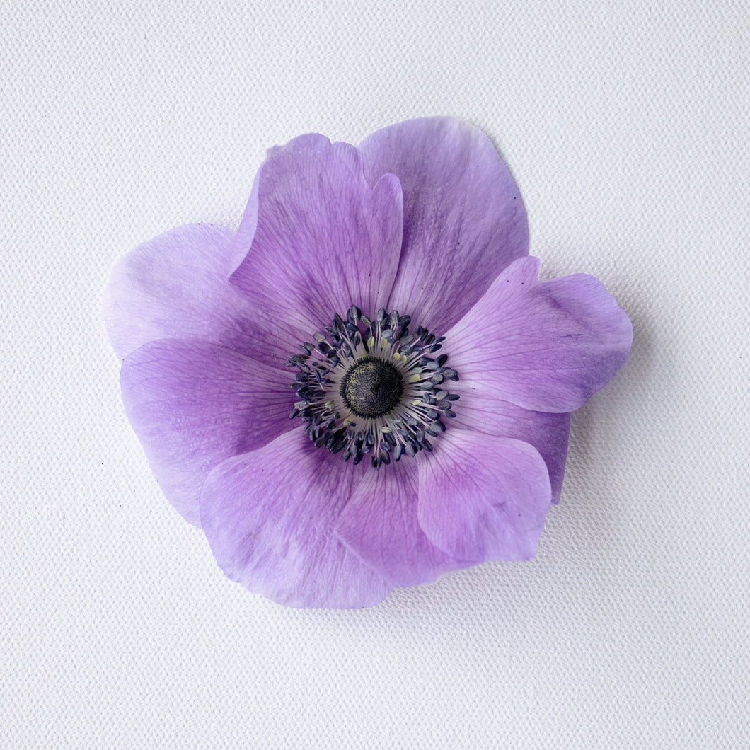 Anemone Corms - Marianne Lavender