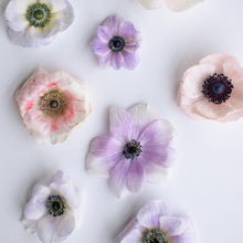 Load image into Gallery viewer, Anemone Corms - Carmel Pastel Mix
