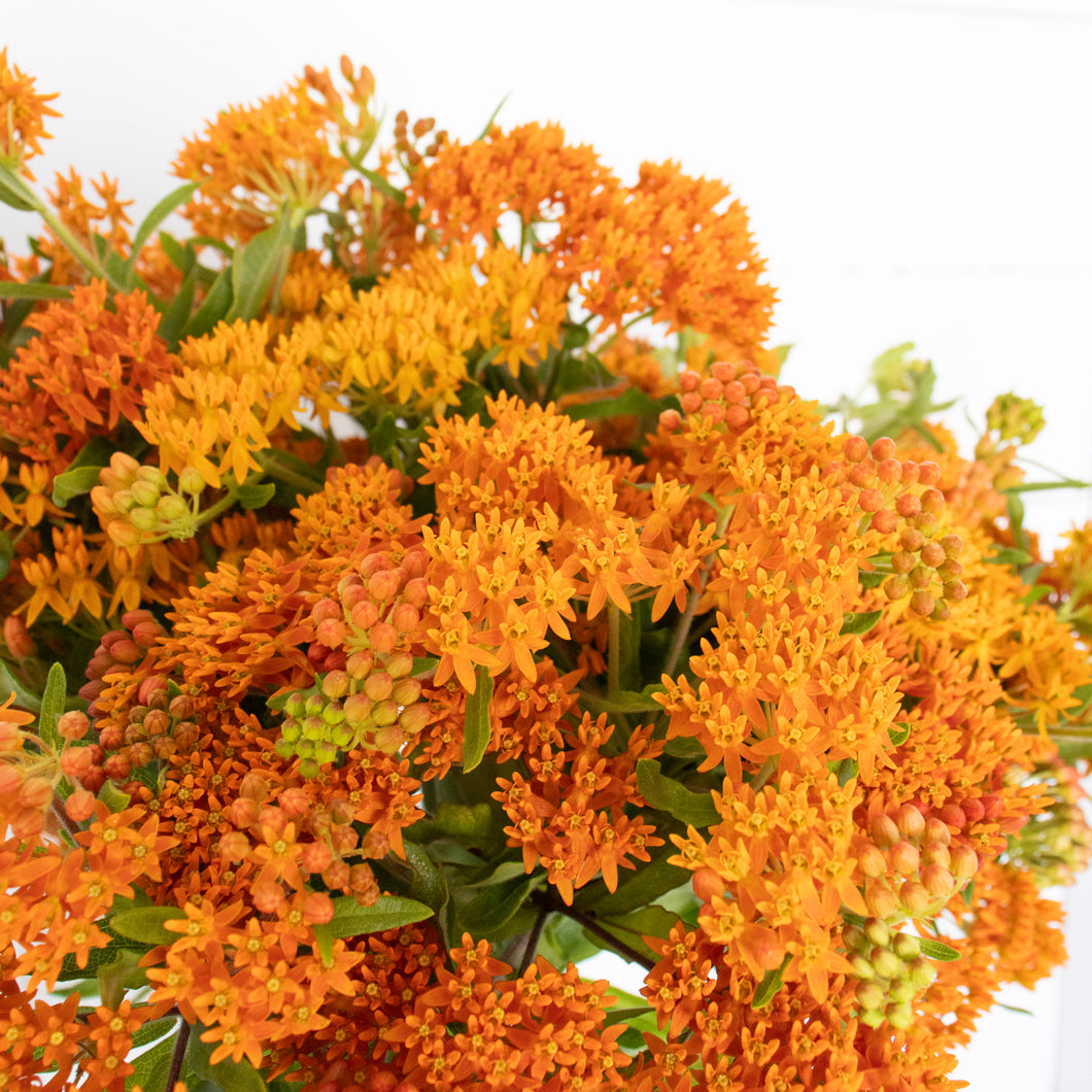 Asclepias (Butterfly Flower) - Bright Orange Seed