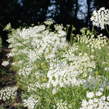 Load image into Gallery viewer, Ammi - White Seed
