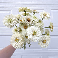 Load image into Gallery viewer, Zinnia - Benary's Giant White Seed
