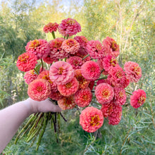Load image into Gallery viewer, Zinnia - Oklahoma Salmon Seed

